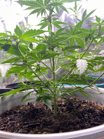 Rainbow Mints — vegetative, day 9