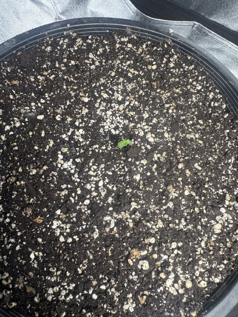 Wilted Broccoli F1