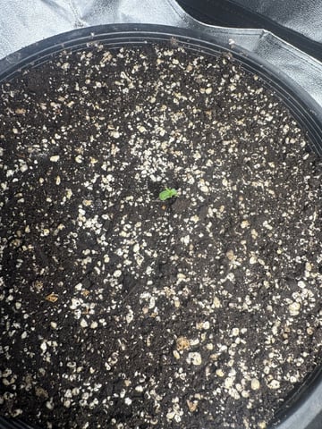Wilted Broccoli F1