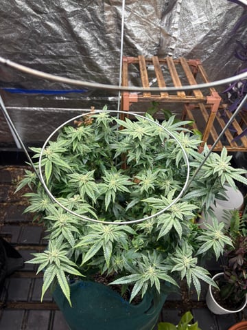 back to my roots.  — flower, day 21