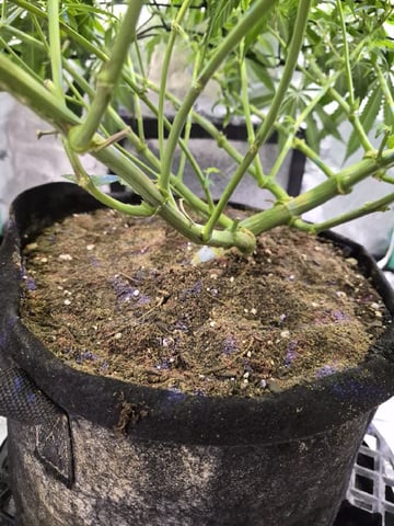 zlurricane blast — flower, day 74