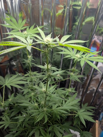 B E A utiful  — flower, day 77