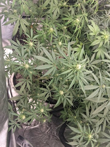 first auto grow — flower, day 54