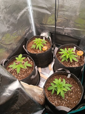 HP CC — vegetative, day 26