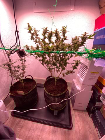 pineapple Express  — flower, day 28