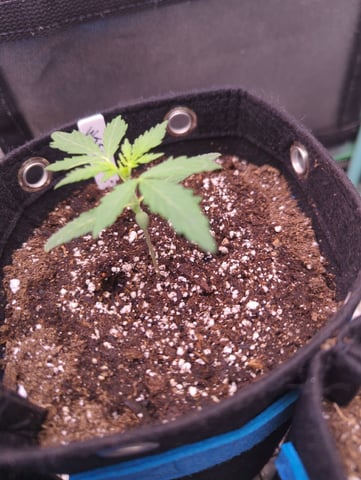 Autos — vegetative, day 4