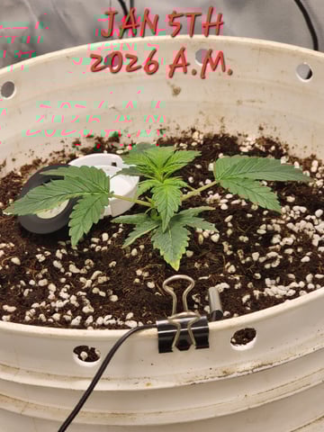 Dos Si Dos. Indica — vegetative, day 11