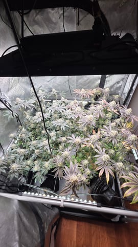 ethos genetics  — flower, day 114