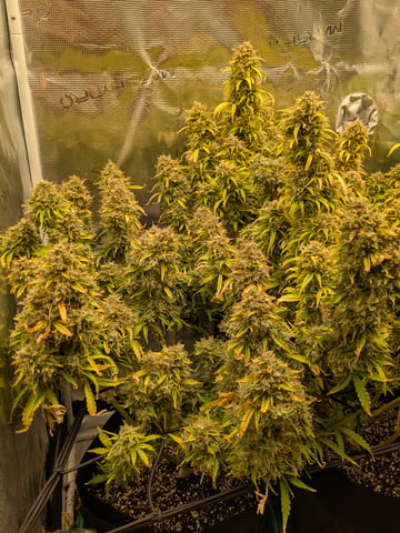 first grow — flower, day 86