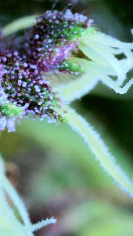 flipped to flower — flower, day 45