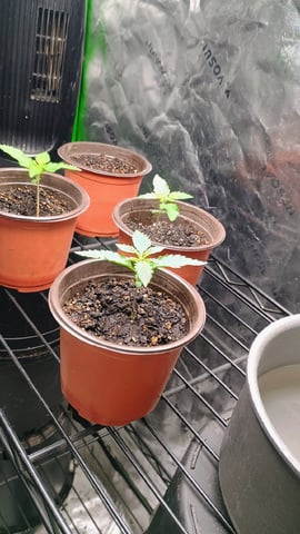 4 Plant Maddog724 Batch 0001-01 — seedling_rooting, day 12