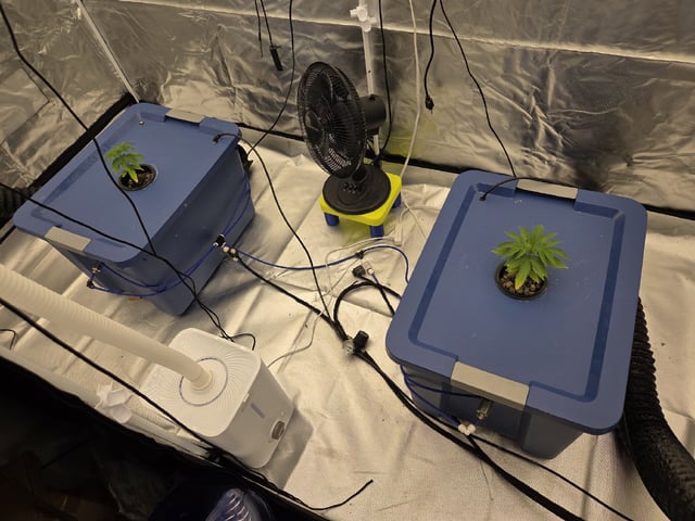 Laundry Shaman — vegetative, day 21