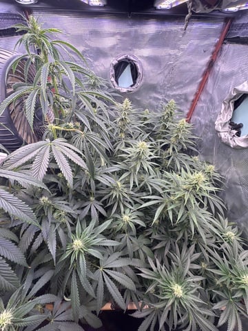 first grow in new 2x2 — flower, day 85