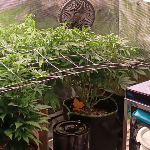 TentPlantLightFan — flower, day 81