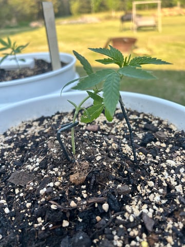First ever grow — vegetative, day 31