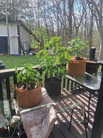 First Indoor Grow  — vegetative, day 42