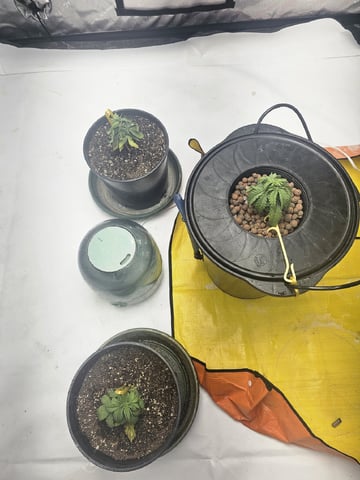 Canadian Sunshine ( Green Avenger Seeds) — grow_setup, day 1