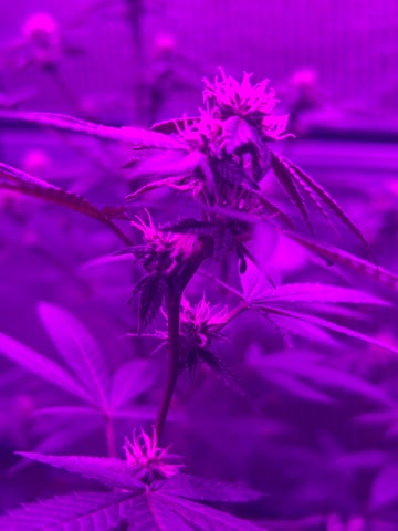 1st baby  — flower, day 21