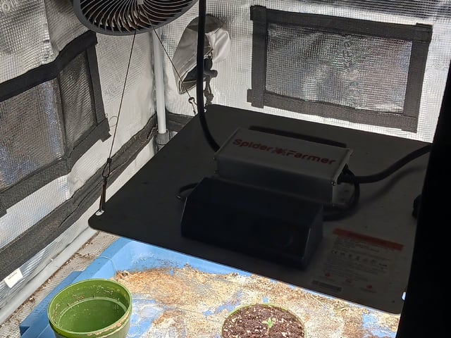 2nd Grow 2026  — seedling_rooting, day 11
