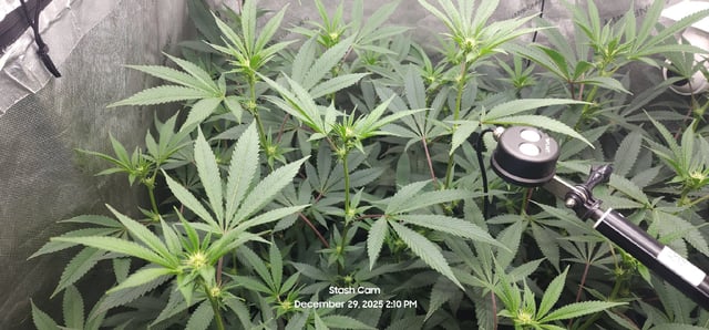 Another Custom Creation — flower, day 93