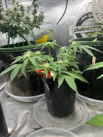 32oz Container Grow — auto, day 16