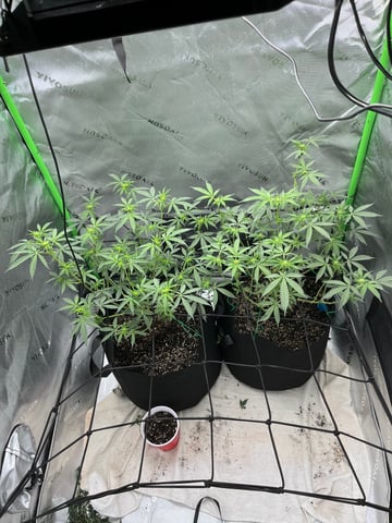 Jane doe — vegetative, day 17