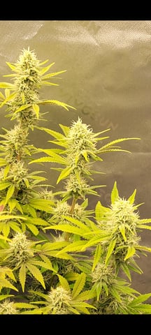 auto  — flower, day 1