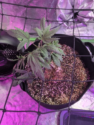 2025-26 — vegetative, day 21