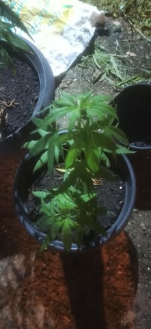 Prentwins — vegetative, day 71