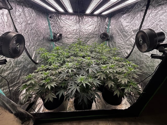 PKB remix/PotG — vegetative, day 66