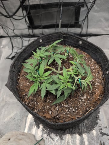 Girl Scout Cookies — vegetative, day 60