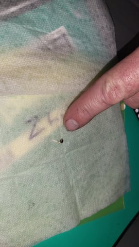 First attempt at planting some seeds — germination, day 3