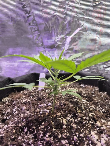 Kalini Asia Auto  — flower, day 43