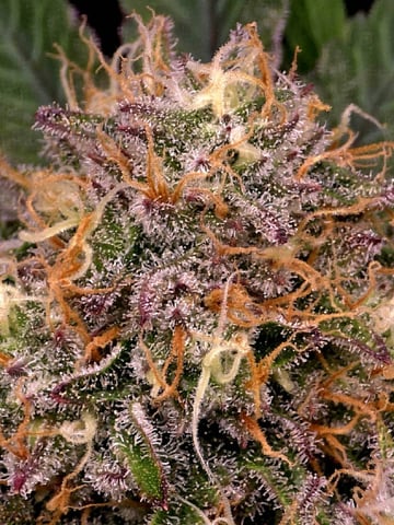 Dirty Bird - Thousand Island Fem & Platinum Kush Breath Remix x Grape Cakehead Fem Photo  — flower, day 93