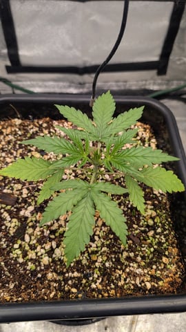 Lemon Cherry Gelato Auto — vegetative, day 21