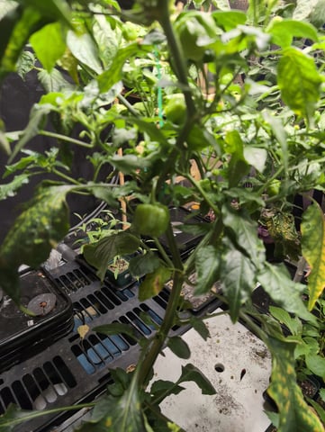 See what grows — vegetative, day 106