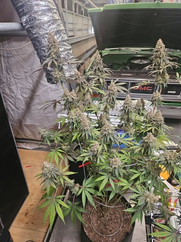 BLACKCHERRY SHERB — harvest, day 93