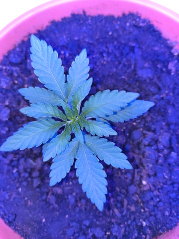 unknown strain 1st grow — seedling_rooting, day 4