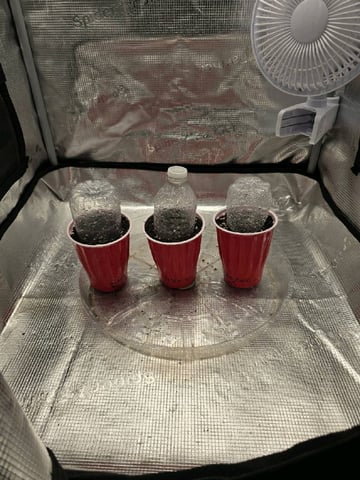  1 Blue Zushi x Venom & 1 Jack Here x Strawberry Cookies OG — germination, day 1