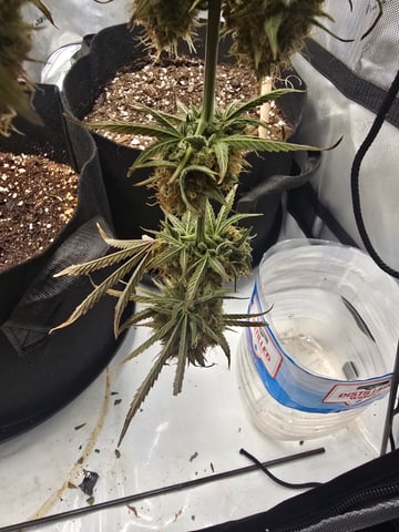 Pull my finger and Mowie Wowie — harvest, day 107