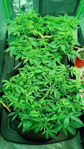 Purple Plum Perfect 💜 & 2 Grape Runtz 🍇 Mainlining garden.  — vegetative, day 147