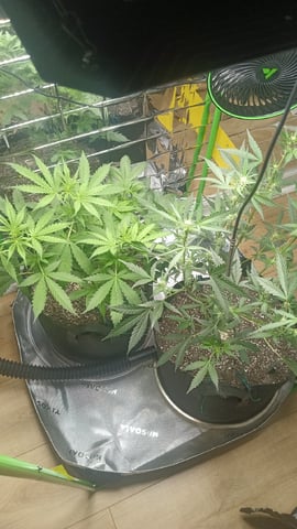 Gelato & Amnesia  — flower, day 43