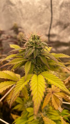 ❄️💚❄️WinterGrow❄️💚❄️ — flower, day 104