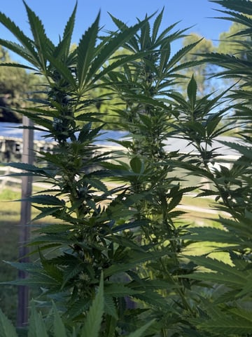 2026 Grow — flower, day 75