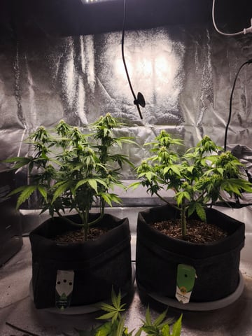 New grow — flower, day 42