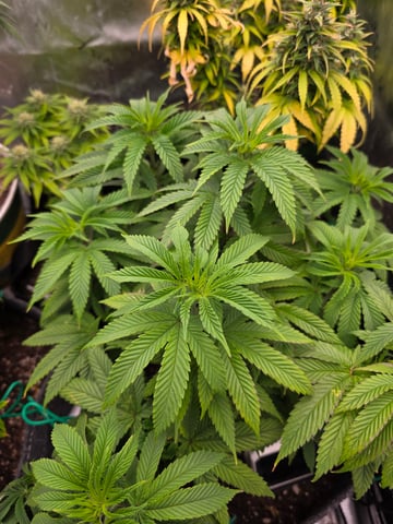 My Second Indoor — vegetative, day 63