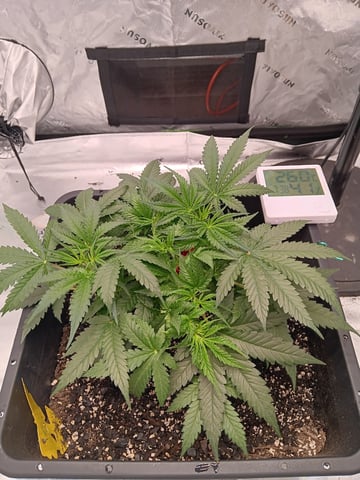 Blueberry auto — vegetative, day 38