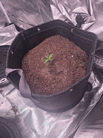 Blue Dream Feminized  — seedling_rooting, day 22