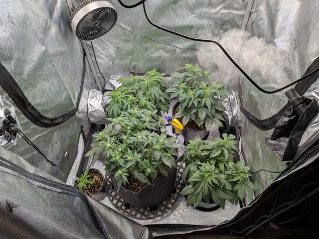 Grow Tent Starts — vegetative, day 59