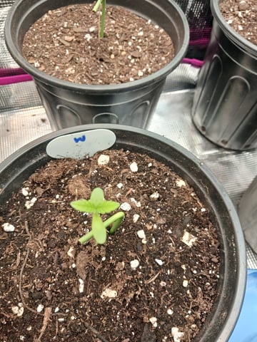 OG KUSH — germination, day 5
